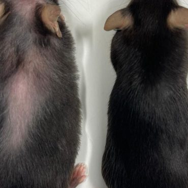 Drug which extends life of mice hints at longer healthy old age for humans