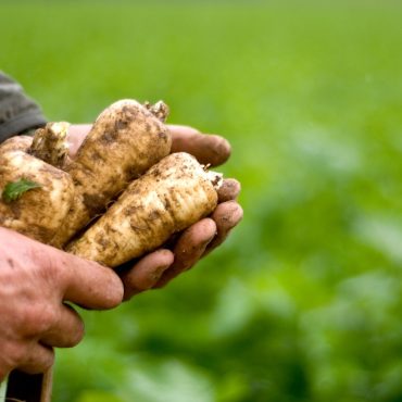 Land for growing fruit and vegetables should be doubled new Government told