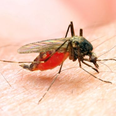 Pre pregnancy malaria jab could help protect women and their babies trial finds