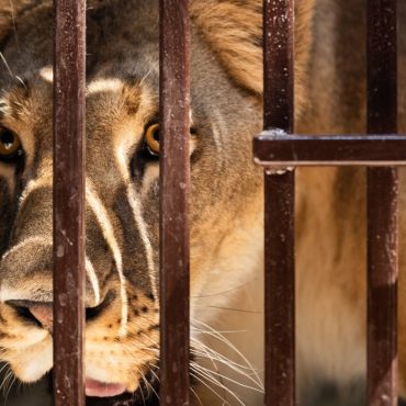 Kent animal sanctuary rescues lion with psychological issues from Ukraine