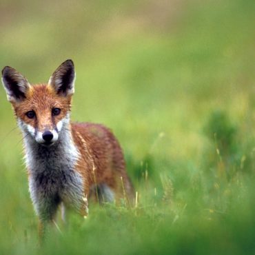 Fox hunters exploiting loophole in new laws animal welfare charity warns