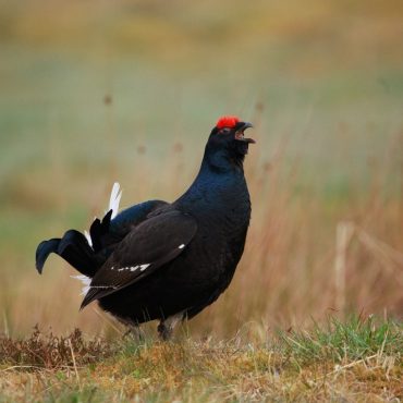 Optimism as endangered black grouse numbers increase at rewilding sites