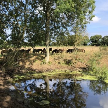 Government urged to commit to rewilding 30 of Britains land and seas by 2030