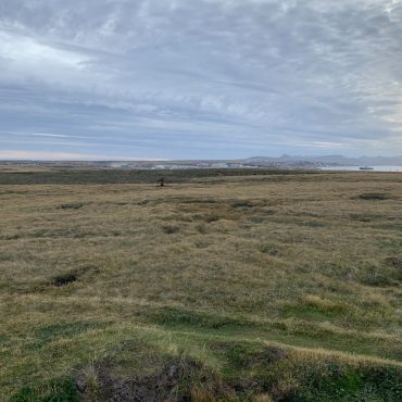 Falkland Islands were covered in lush rainforest up to 30 million years ago