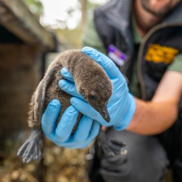 Zoo names endangered mischievous penguin chicks after Oasis frontmen