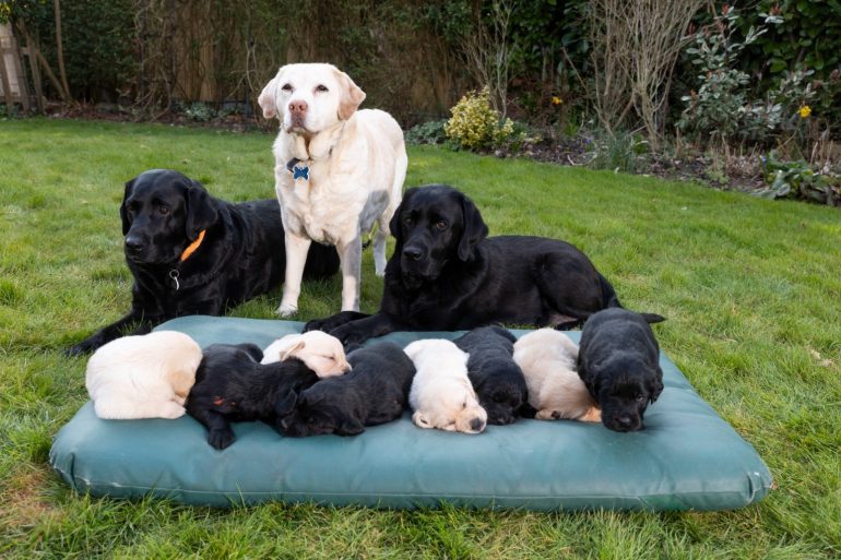 Guide Dogs celebrates queen great grandmother on Mothers Day