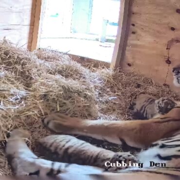 Two Rare Tiger Cubs Born At UK Safari Park