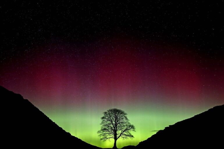 Minimum Age Of Sycamore Gap Tree Confirmed By Scientists After Illegal Felling