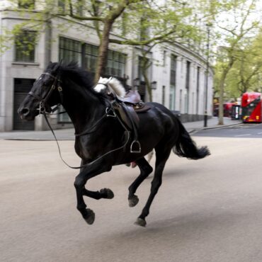 Military Horse That Bolted Through Central London Retires