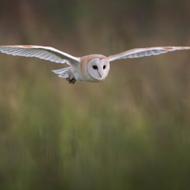 Dormice Otters And Other Rare Wildlife At Risk From Planning Reforms  Report