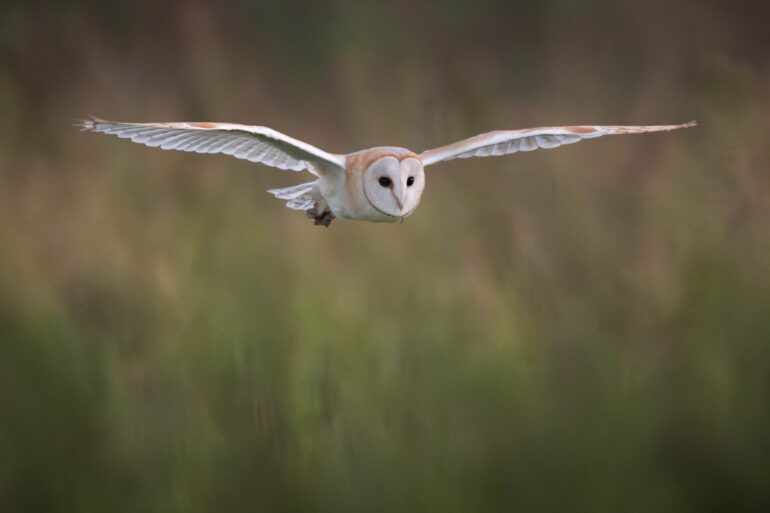 Dormice Otters And Other Rare Wildlife At Risk From Planning Reforms  Report