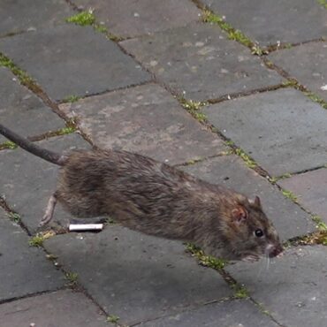 Claims For Rodent Related Vehicle Damage On The Rise Says Insurer