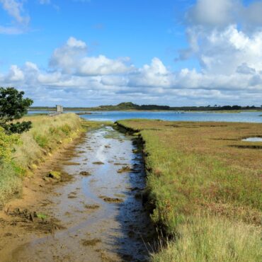 Critically Endangered Spider Found For First Time In 40 Years On Isle Of Wight