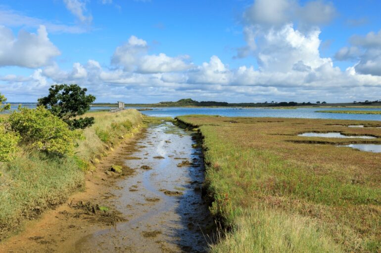 Critically Endangered Spider Found For First Time In 40 Years On Isle Of Wight