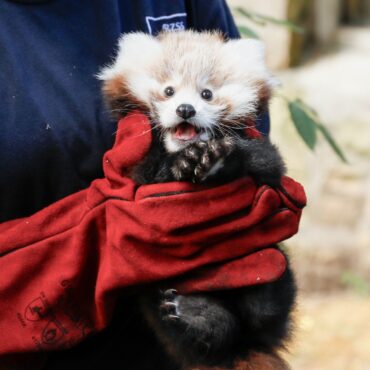 Call For Nationwide Ban On Fireworks Sales A Year After Death Of Baby Red Panda