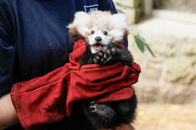 Call For Nationwide Ban On Fireworks Sales A Year After Death Of Baby Red Panda