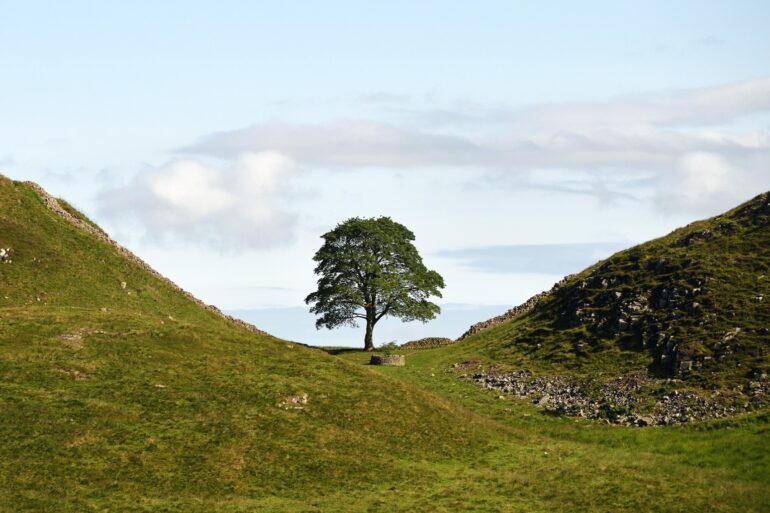First Hopeful Saplings From Felled Sycamore Gap Tree Set To Be Planted
