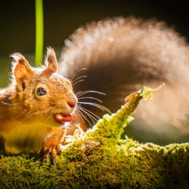 Red Squirrel Range Increases 25 In Highlands Following Reintroduction Project
