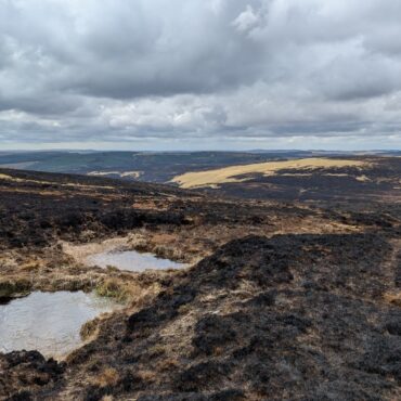 Wildlife Hit Hard By Drought Fires And Heat As Extremes Become New Normal