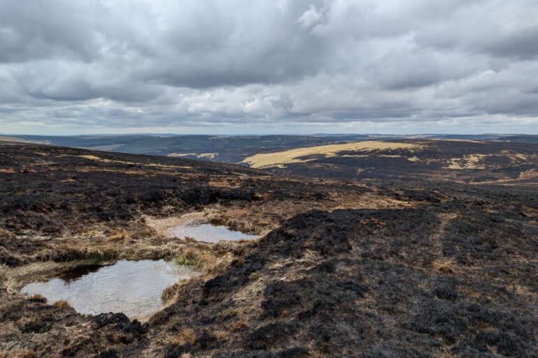 Wildlife Hit Hard By Drought Fires And Heat As Extremes Become New Normal