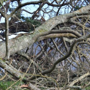 Man Found Dead After Tree Falls On Caravan During Storm Goretti