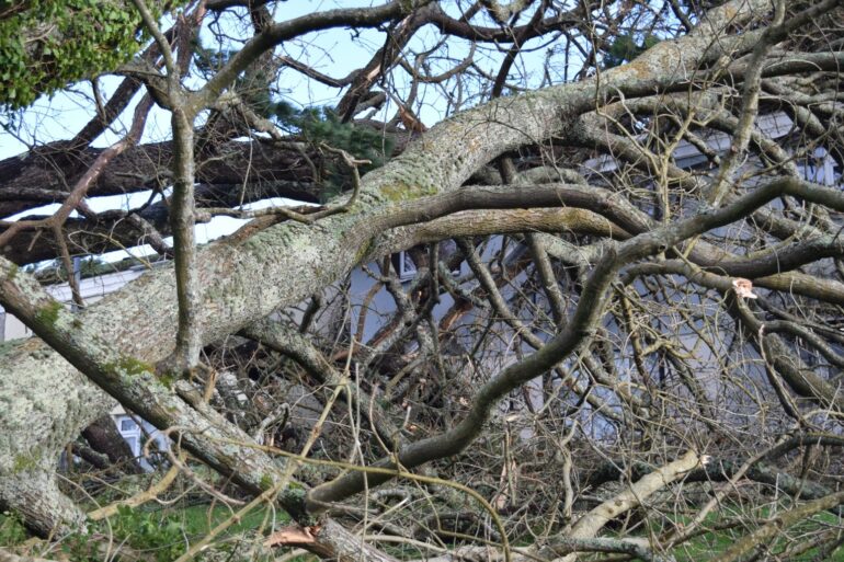Man Found Dead After Tree Falls On Caravan During Storm Goretti