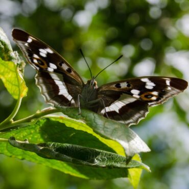 Bird Butterfly And Dragonfly Numbers Soar At Flagship Rewilding Project