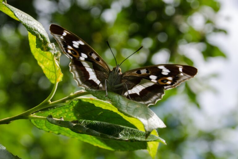 Bird Butterfly And Dragonfly Numbers Soar At Flagship Rewilding Project
