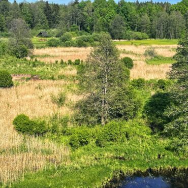 Creating Wetlands Can Help Make UK Climate Ready In Face Of Rising Risk