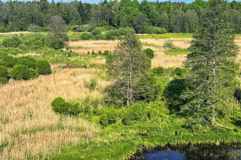 Creating Wetlands Can Help Make UK Climate Ready In Face Of Rising Risk