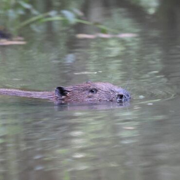 Beavers To Be Released At Two Sites In South West