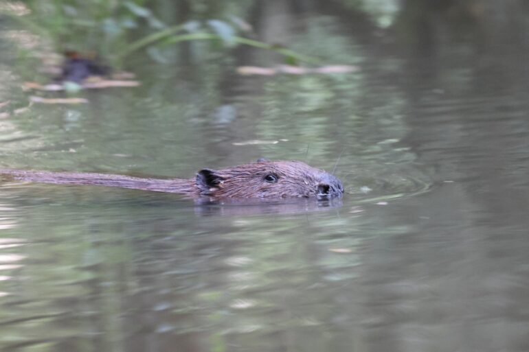 Beavers To Be Released At Two Sites In South West