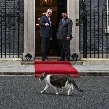 Larry The Cat Marks 15 Years As No 10s Chief Mouser