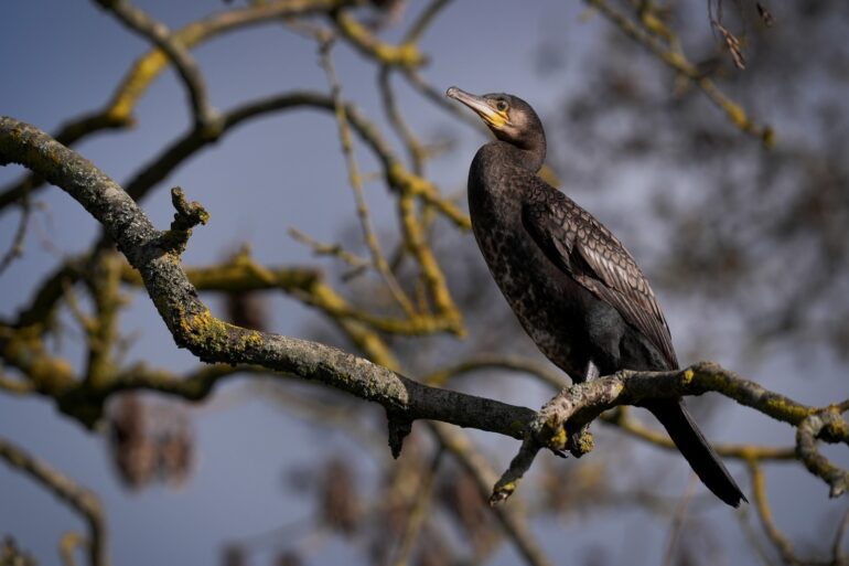 Further Yellow Snow And Ice Warnings To Come Into Force Across Much Of UK