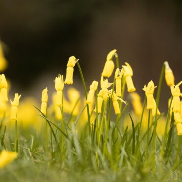 National Trust Gardens See Unusually Early Spring Blooms After Mild Weather