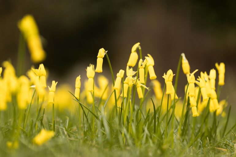 National Trust Gardens See Unusually Early Spring Blooms After Mild Weather